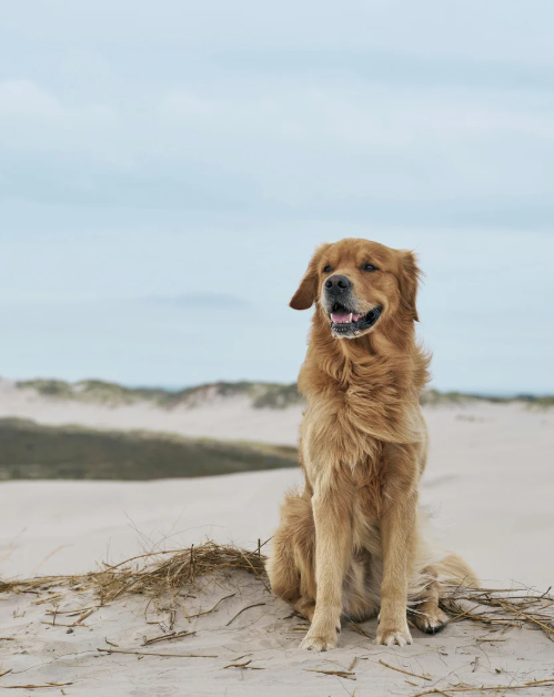 Ferienbetreuung Hund mit 100% Familienanschluss