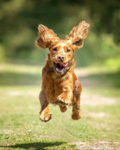 Spazierdienst für Hunde - 5630 Muri AG