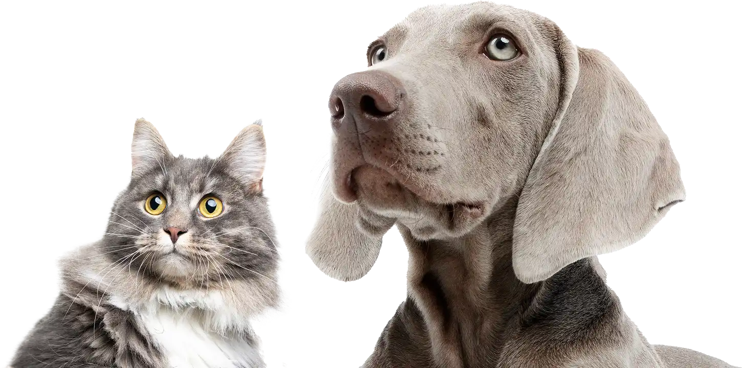 lunderland-oele-hunde-katzen-top-banner