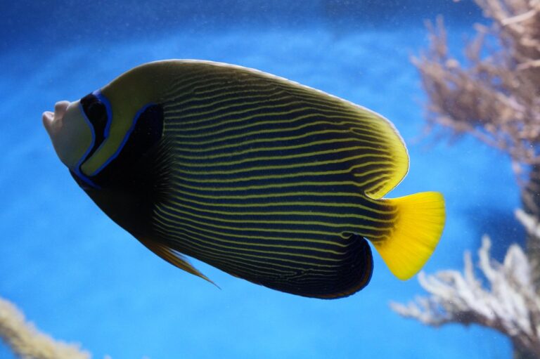 Aquaristik